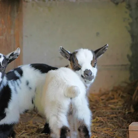 Farm stay Antares